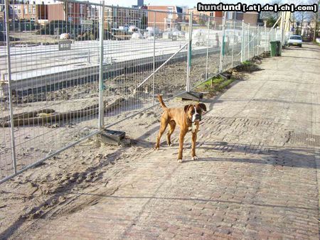 Boxer Hunde Foto 17978 in höherer Auflösung ansehen Boxer Else