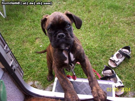 Boxer Hunde Foto 12201 Boxer Ist der nicht süüüß