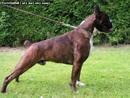 Boxer Hunde Foto 9286 Boxer Fargo v. Reichersberg
