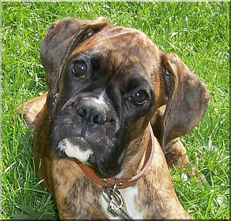 Boxer Hunde Foto 42693 in höherer Auflösung ansehen Boxer Na ??
