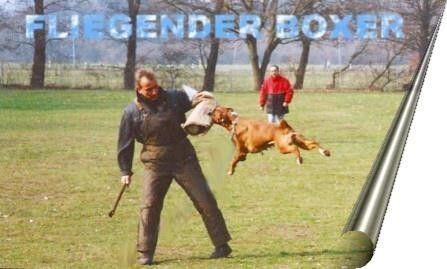 Boxer Hunde Foto 29045 Boxer fliegender Boxer