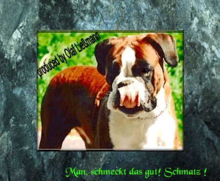 Boxer Hunde Foto 31614 Boxer Man, schmeckt das gut ! Schmatz!