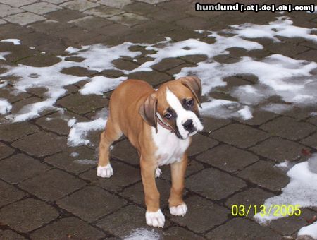 Boxer Hunde Foto 21281 Boxer Thorag