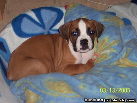 Boxer Thorag mit 3 Monaten