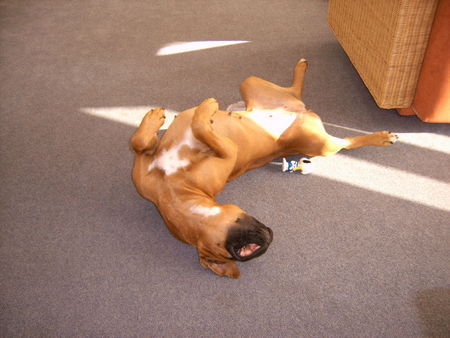 Boxer Hunde Foto 36585 Boxer Gini