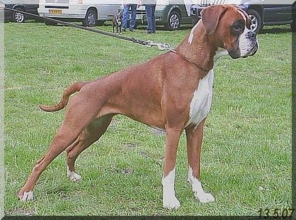 Boxer Hunde Foto 38468 Boxer Estrella