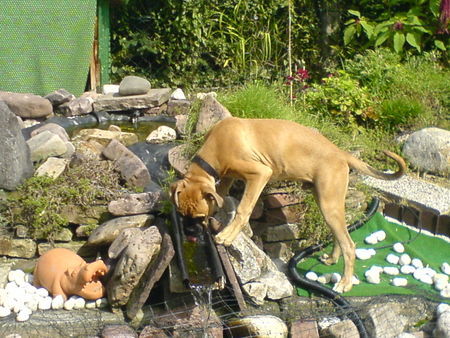 Boxer Hunde Foto 38655 Boxer Jimmy bei seiner lieblingsbeschäftigung