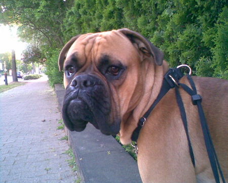 Boxer Hunde Foto 38641 Boxer Jimmy