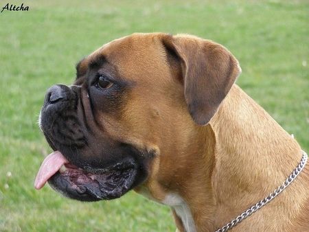 Boxer Hunde Foto 40574 in höherer Auflösung ansehen Boxer Hatty Bretorri