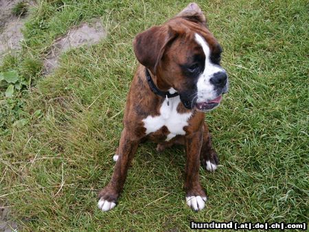 Boxer Hunde Foto 12743 Boxer Eyk am 10.07.04