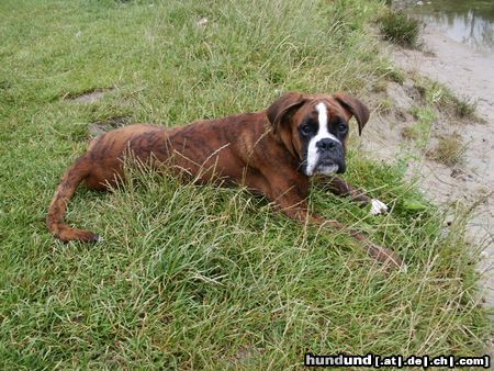 Boxer Hunde Foto 12744 Boxer Eyk, nun fast ein halbes Jahr alt