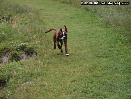 Boxer Hunde Foto 12745 Boxer Eyk, der kleine Wirbelwind
