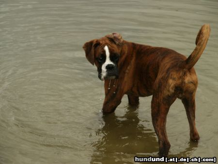 Boxer Hunde Foto 12746 Boxer Eyk hat auch vor Wasser keine Scheu