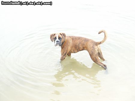 Boxer Hunde Foto 12747 Boxer ne, hier komm` ich nicht wieder raus...