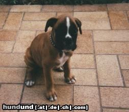 Boxer Hunde Foto 13032 Boxer Klein Henk: bin ich nicht süß?