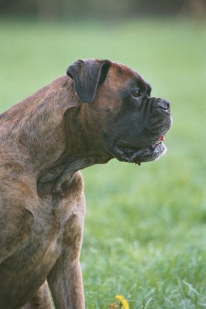 Boxer Hunde Foto 27640 in höherer Auflösung ansehen Boxer Rocky
