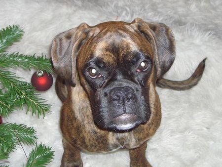 Boxer Hunde Foto 36041 in höherer Auflösung ansehen Boxer Inka - Weihnachten 2006