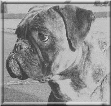 Boxer Hunde Foto 38059 in höherer Auflösung ansehen Boxer Irus