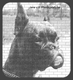 Boxer Hunde Foto 33685 in höherer Auflösung ansehen Boxer Jana v.d. Pfennigsbrücke