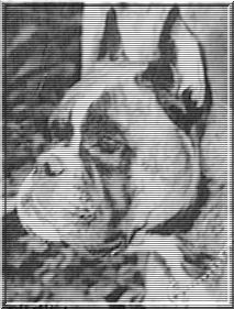 Boxer Hunde Foto 36646 in höherer Auflösung ansehen Boxer Janka v. Musketier