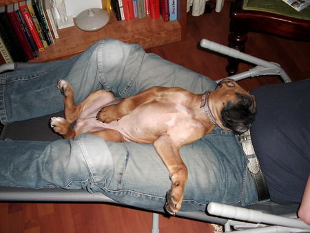 Boxer Hunde Foto 28524 Boxer In Herrchen Schoß im 7.Himmel!!!