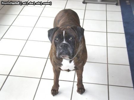 Boxer