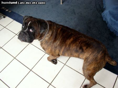 Boxer Hunde Foto 4501 Boxer ...
