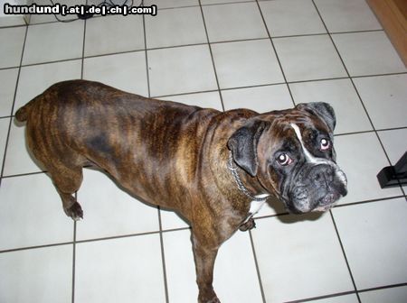 Boxer ...