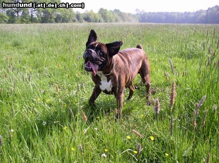 Boxer Hunde Foto 4503 Boxer Jenny mal wieder...