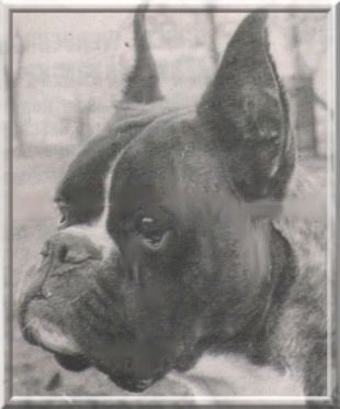 Boxer Jobis