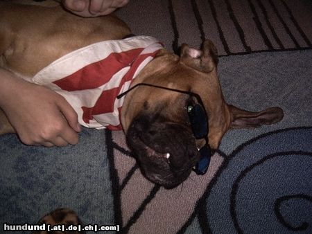 Boxer Hunde Foto 10099 Boxer Joey