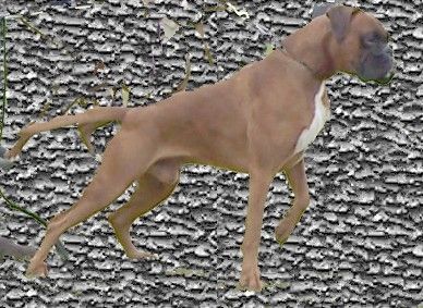 Boxer Karlos