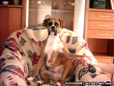 Boxer Ich bin der King des Hauses