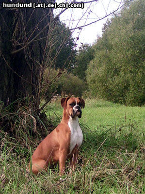 Boxer Hunde Foto 25944 in höherer Auflösung ansehen Boxer ich bin die tollste