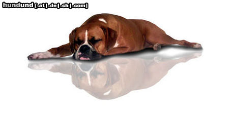 Boxer Schnarch Schnarch