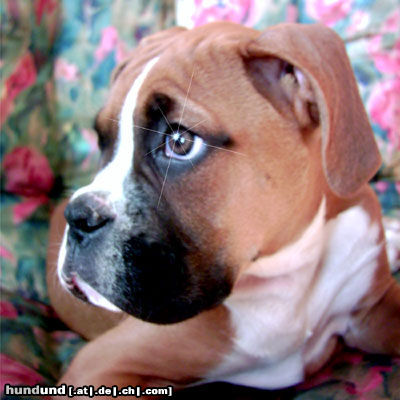 Boxer Hunde Foto 25939 in höherer Auflösung ansehen Boxer Männer, wo seit ihr???