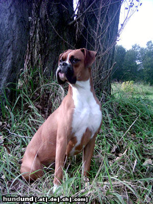 Boxer bin ich nicht ne schöne Boxerdame...