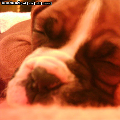 Boxer Hunde Foto 25940 in höherer Auflösung ansehen Boxer ich bin so starkkkkkk