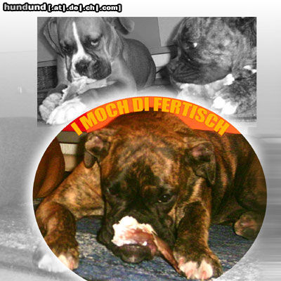 Boxer mein Schweineohr