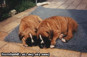 Boxer Hunde Foto 13132 Boxer Henk mit Schwesterchen