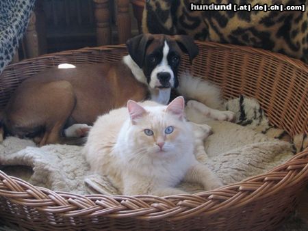 Boxer Hunde Foto 11814 Boxer Biene und Elmo