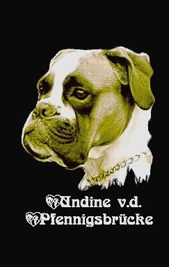 Boxer Hunde Foto 35313 in höherer Auflösung ansehen Boxer Undine