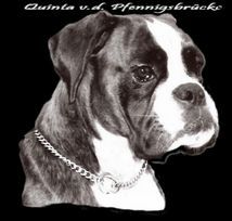 Boxer Hunde Foto 35314 in höherer Auflösung ansehen Boxer Undine