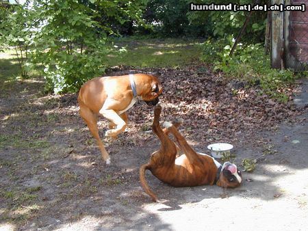 Boxer Hunde Foto 14403 Boxer Boxer-Kung-Fu