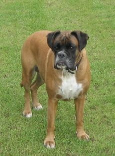 Boxer Hunde Foto 28455 in höherer Auflösung ansehen Boxer Lady (7 Jahre)