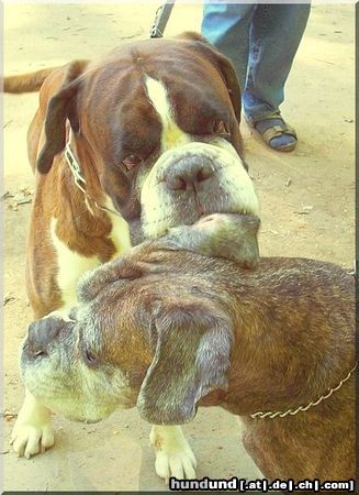 Boxer Hunde Foto 44489 in höherer Auflösung ansehen Boxer Ich hab Dir was zu sagen
