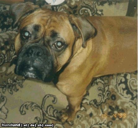 Boxer Hunde Foto 21976 Boxer