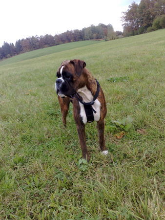 Boxer Hunde Foto 43162 Boxer beaty