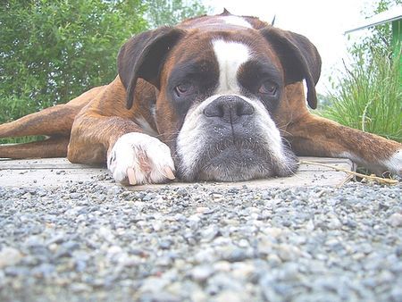 Boxer Hunde Foto 38489 Boxer Man , bin ich aber kaputt !