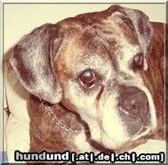 Boxer Hunde Foto 44346 in höherer Auflösung ansehen Boxer Boxeroma Maxi